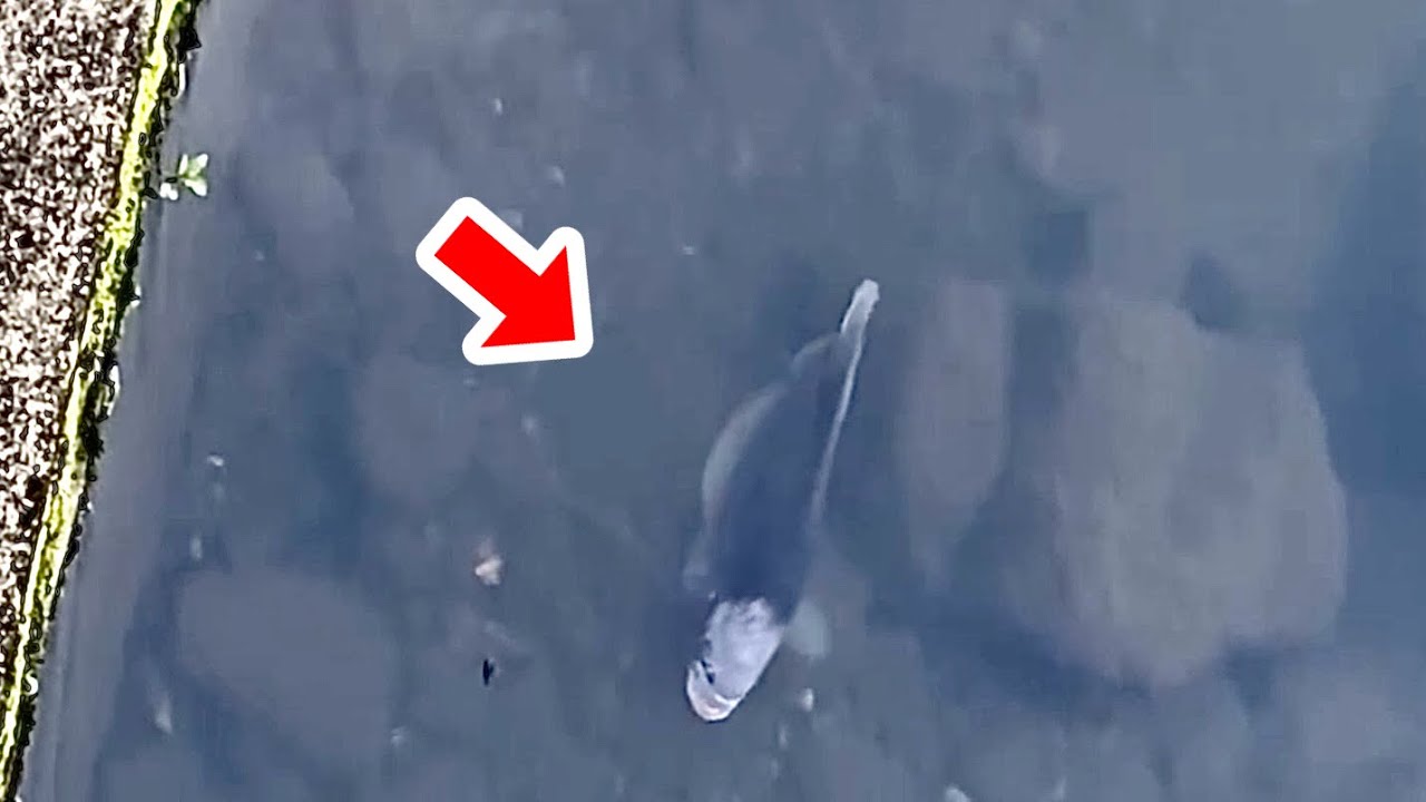 仙台の川にヤバい熱帯魚がいるらしいので捕まえに行きます