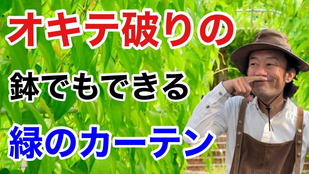 【知らなかった】人と被らない得するグリーンカーテン今年はこれを植えます　【カーメン君】【ガーデニング】【初心者】
