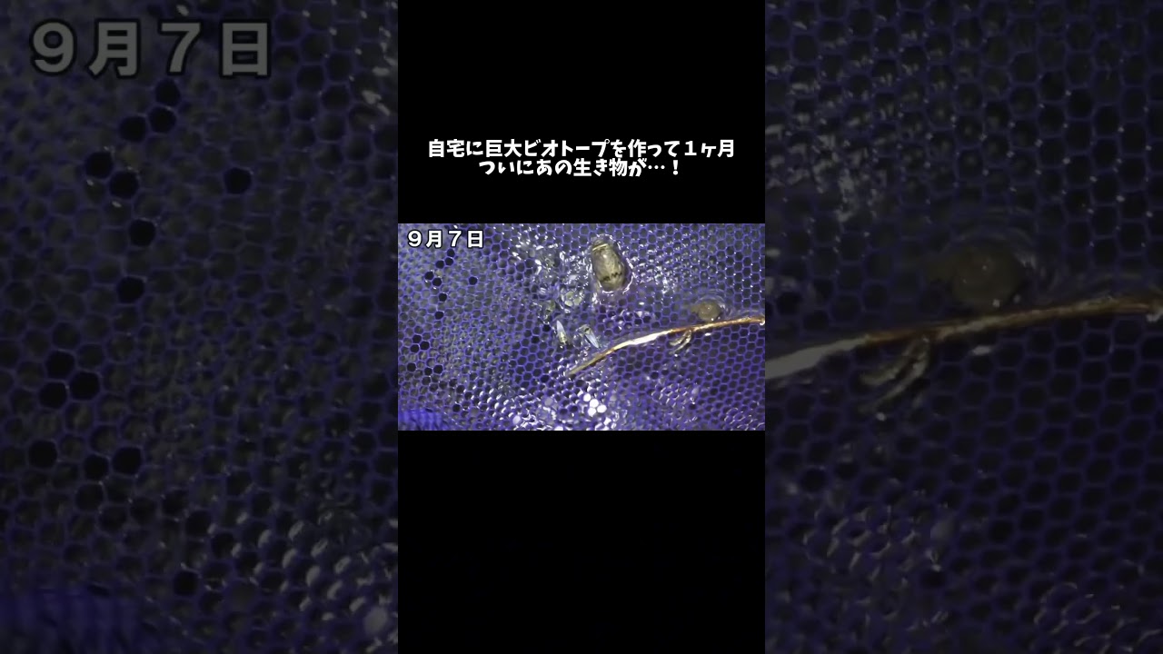 自宅に巨大ビオトープを作って１ヶ月後、ついにあの生き物が…！ #shorts