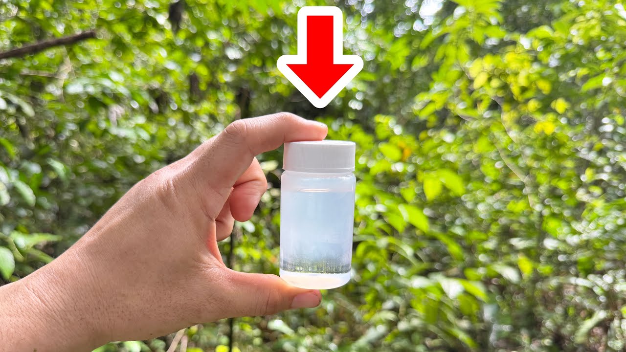 南米の森の中である"液体"を放置すると、とんでもない虫が集まってきます