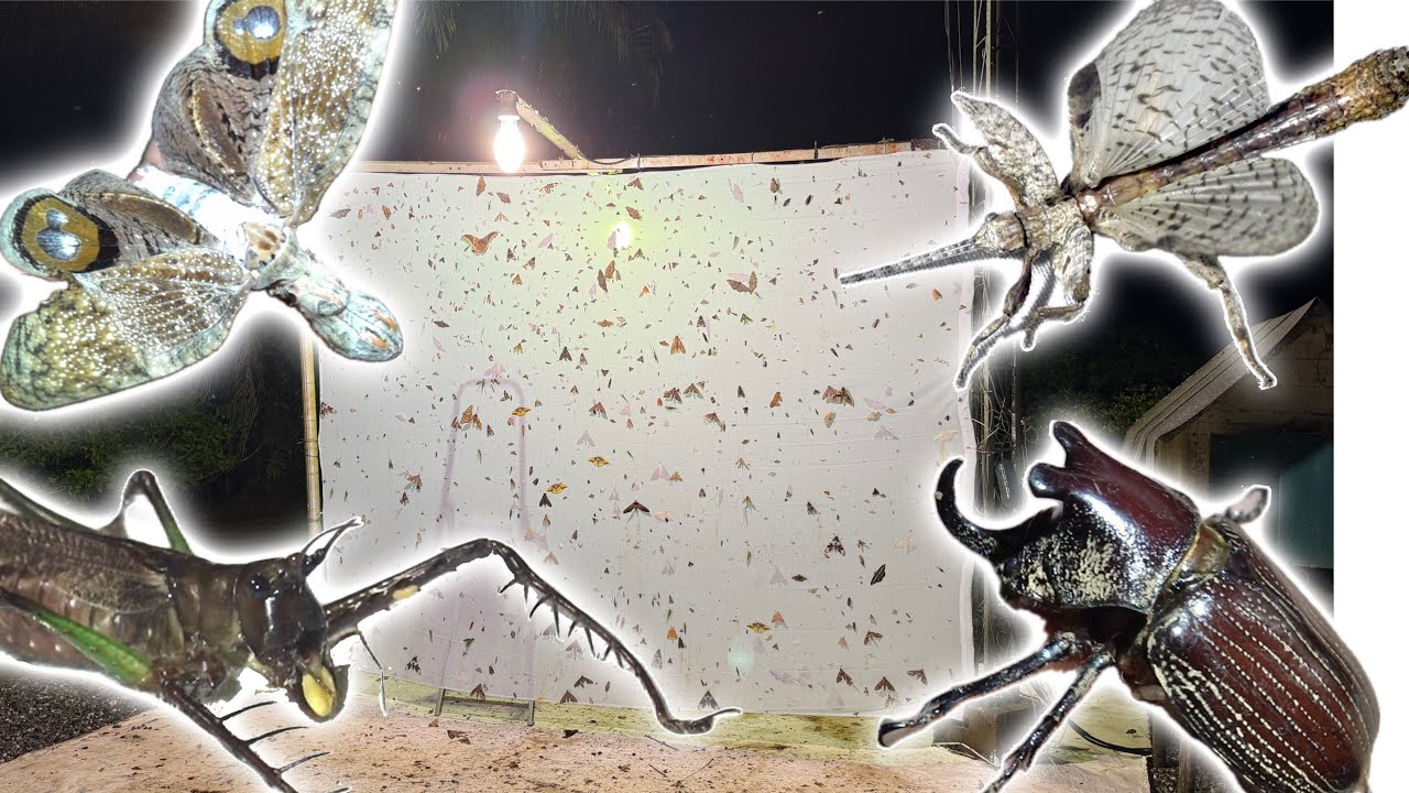 "昆虫の聖地"フレンチギアナの森でライトトラップをしたらとんでもない虫が集まって来ました