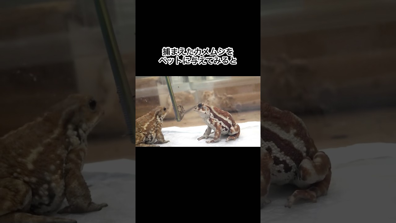 捕まえたカメムシをペットに与えてみると #shorts