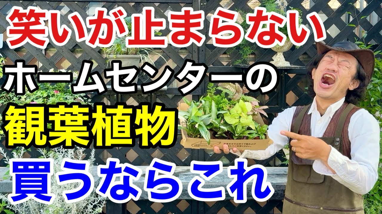 【即買いOK】絶対失敗しない観葉植物の選び方　　　【カーメン君】【園芸】【ガーデニング】【初心者】