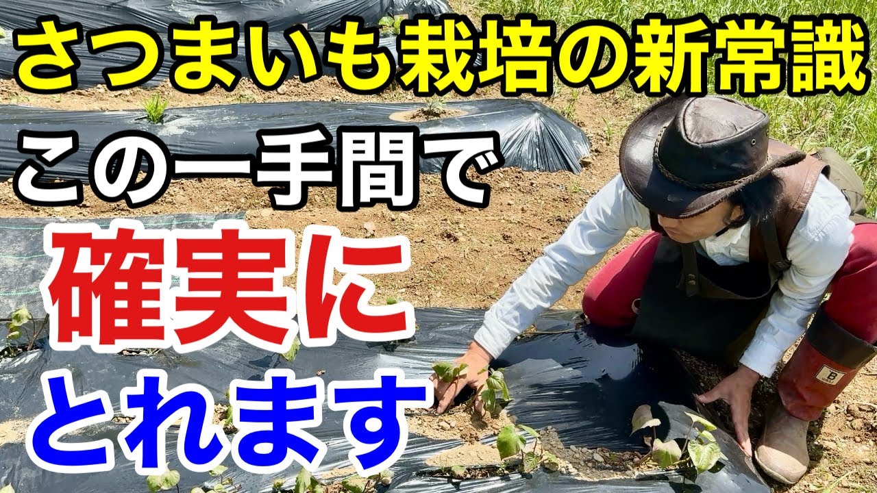 【とれない人続出中】今までの栽培方法だとさつまいもは収穫ができなくなります　　【カーメン君】【園芸】【ガーデニング】【初心者】