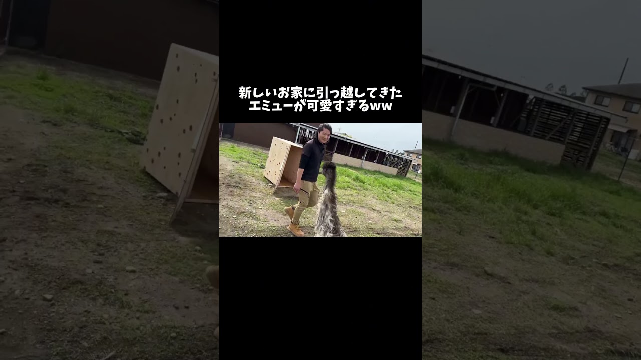 新しい場所に戸惑っているエミューが可愛すぎる #shorts