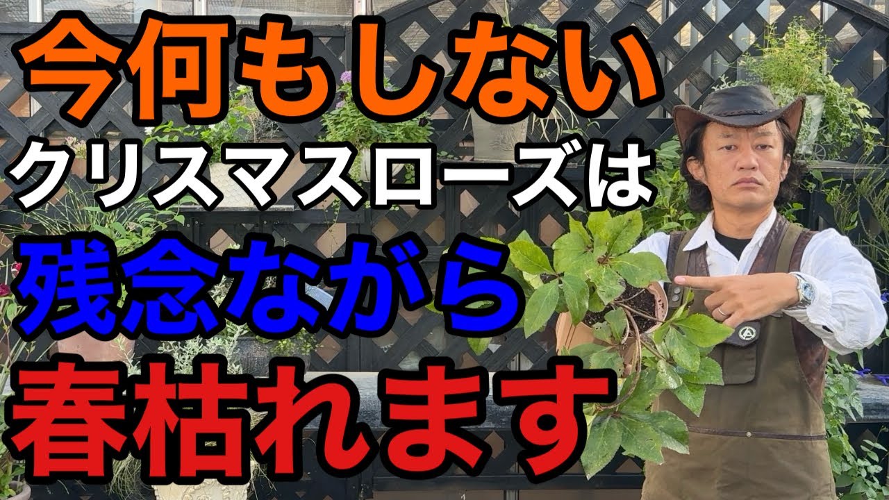夏越しできたクリスマスローズの今やるべき作業教えます　　【カーメン君】【クリスマスローズ】【ガーデニング】【初心者】