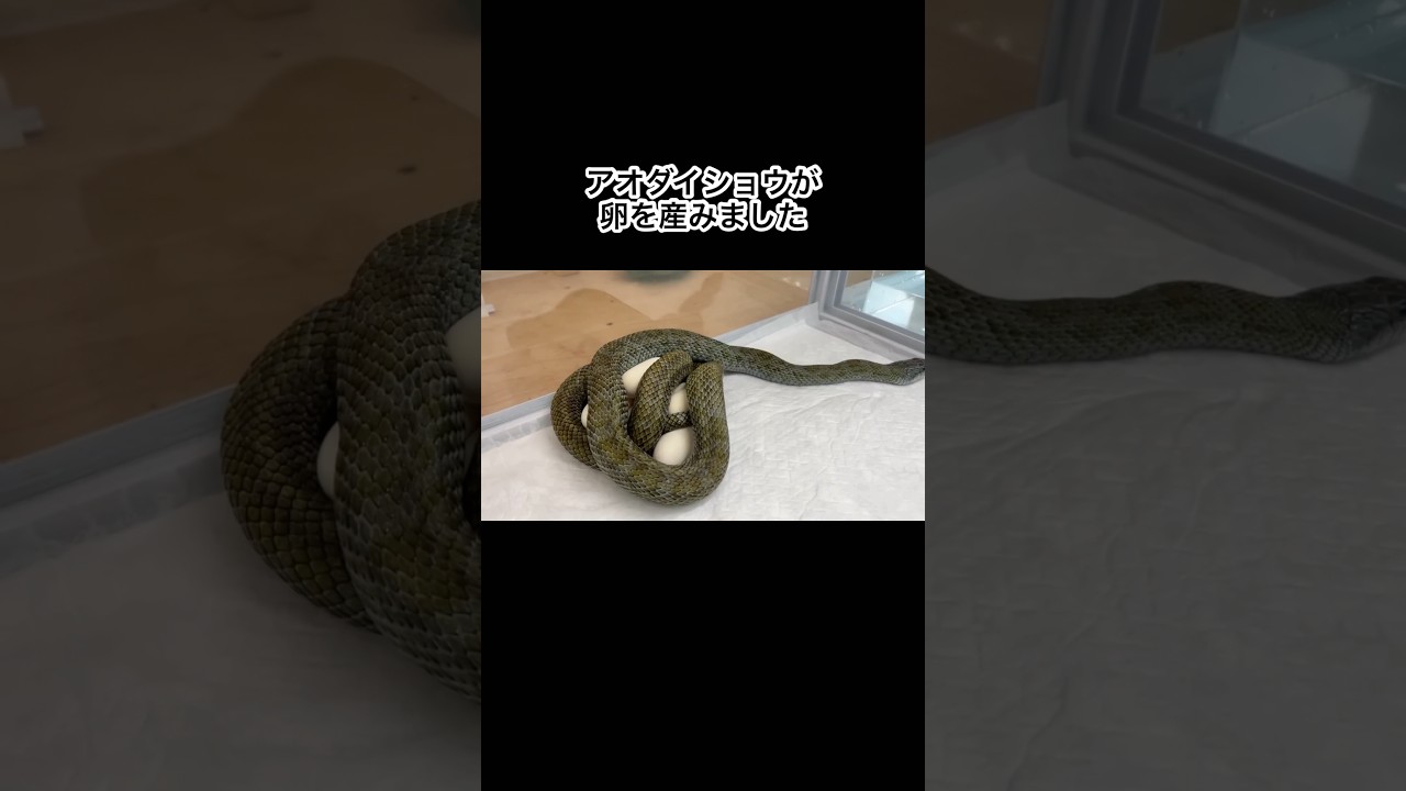 北海道産のアオダイショウが卵を産みました　#shorts