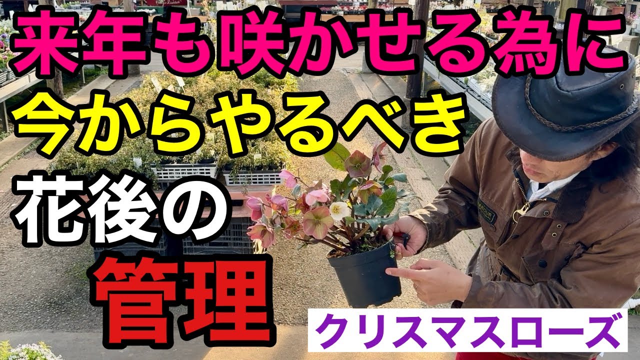 【やる事は3つ】クリスマスローズは花後の管理が特に重要です　　　【園芸】【ガーデニング】【花後の管理】