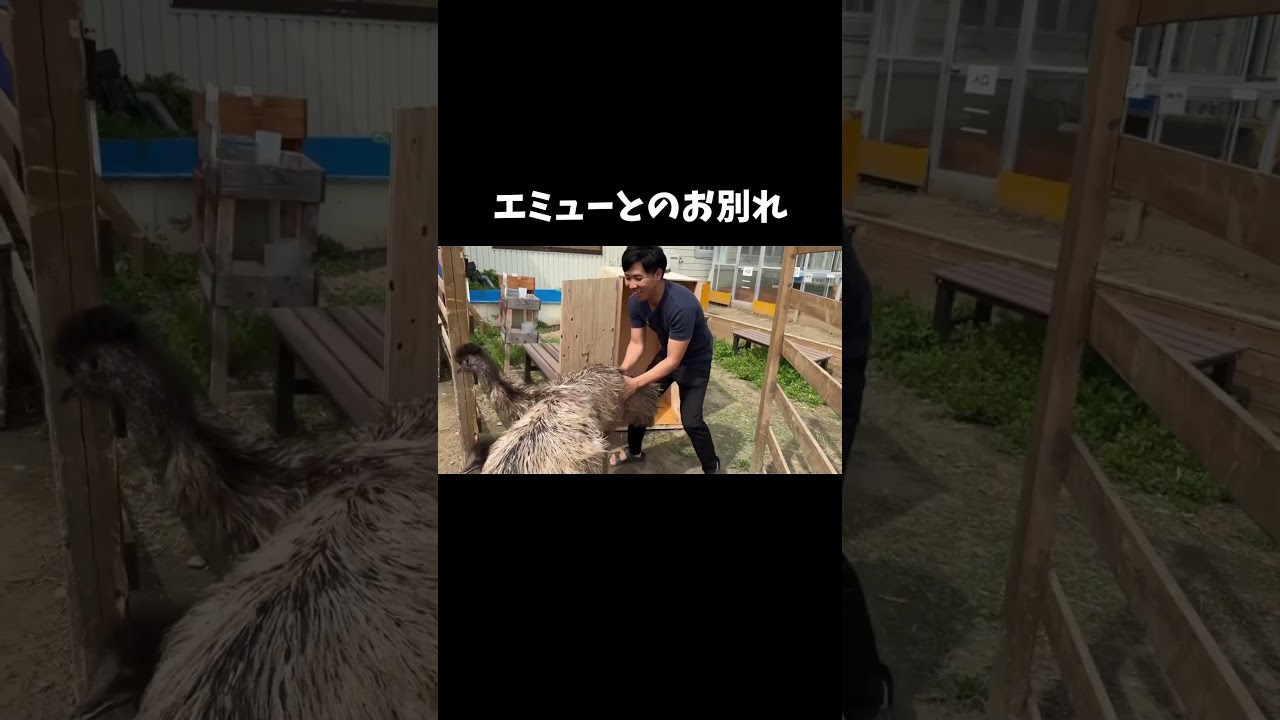 エミューとお別れしました #shorts
