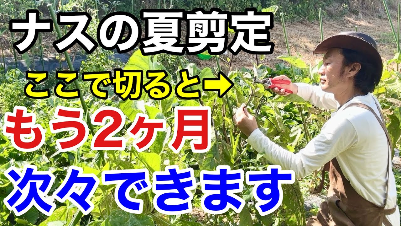 【今すぐやること】ナスを秋までとり続ける為に必要な3つの作業　　　　　　　　　　【カーメン君】【園芸】【ガーデニング】【初心者】