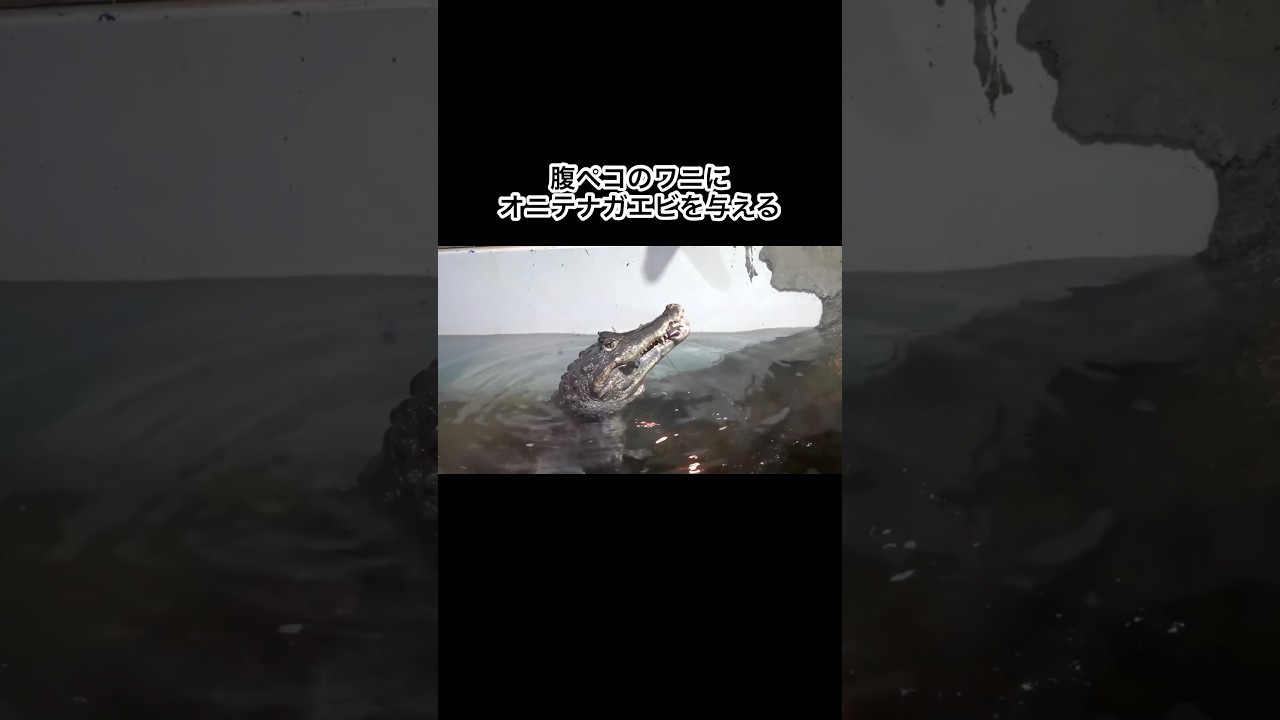腹ペコのワニに大量のオニテナガエビを与える　#shorts