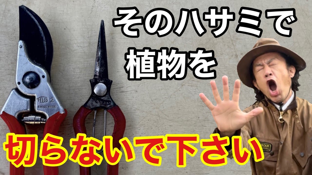 【ハサミのメンテナンス】鋏を手入れしないととんでもないことが起こります   【カーメン君】【ガーデニング】【初心者】【道具】