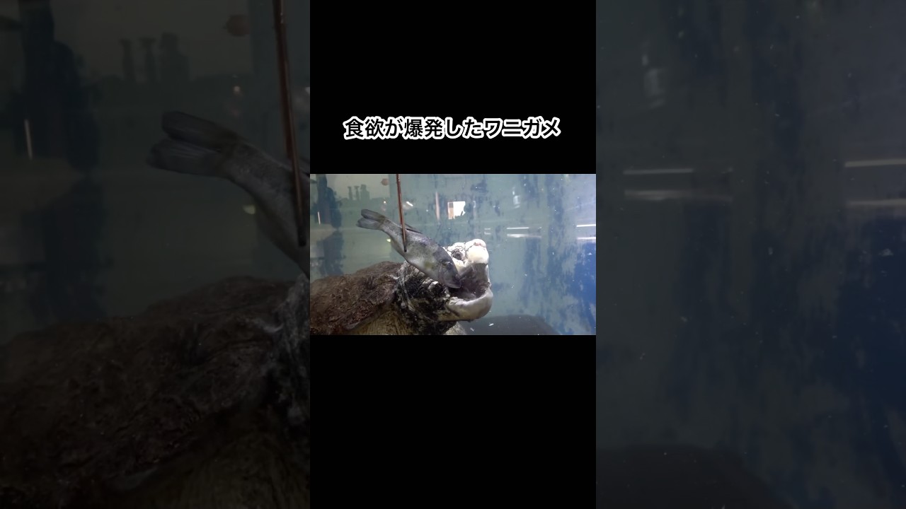 食欲が爆発したワニガメがヤバすぎる　#shorts