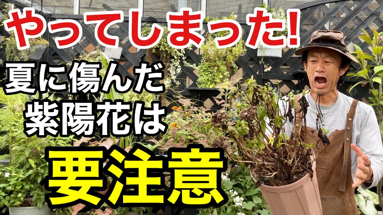 【今すぐチェック】そのままではダメ　秋にやるべき紫陽花の作業教えます　　　　　　　【カーメン君】【園芸】【ガーデニング】【アジサイ】