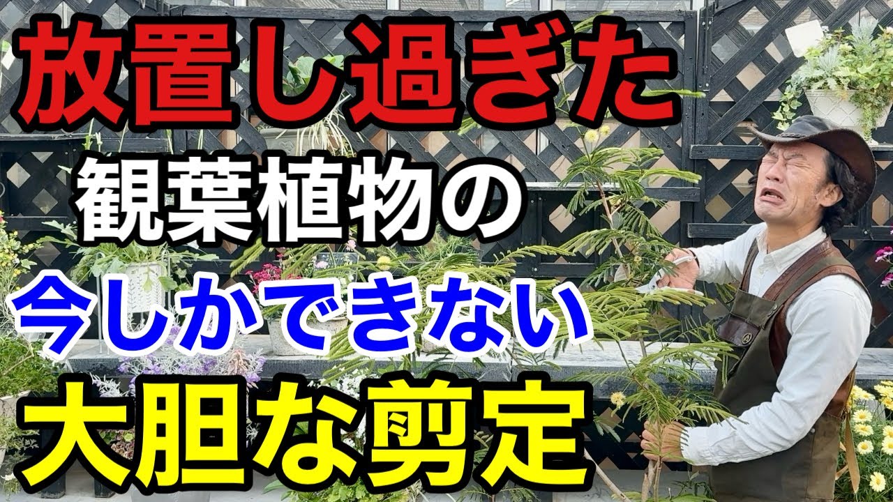 【観葉植物の剪定】今ここを切れば綺麗に戻せるチャンスです　　　【カーメン君】【園芸】【ガーデニング】【初心者】