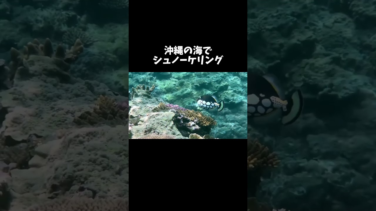 沖縄の海でシュノーケリングすると… #shorts