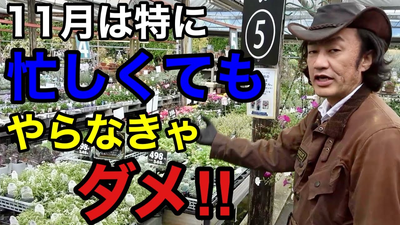 【来月じゃ遅い】年で一番差が出る11月の園芸作業教えます　　　　【カーメン君】【園芸】【ガーデニング】【初心者】