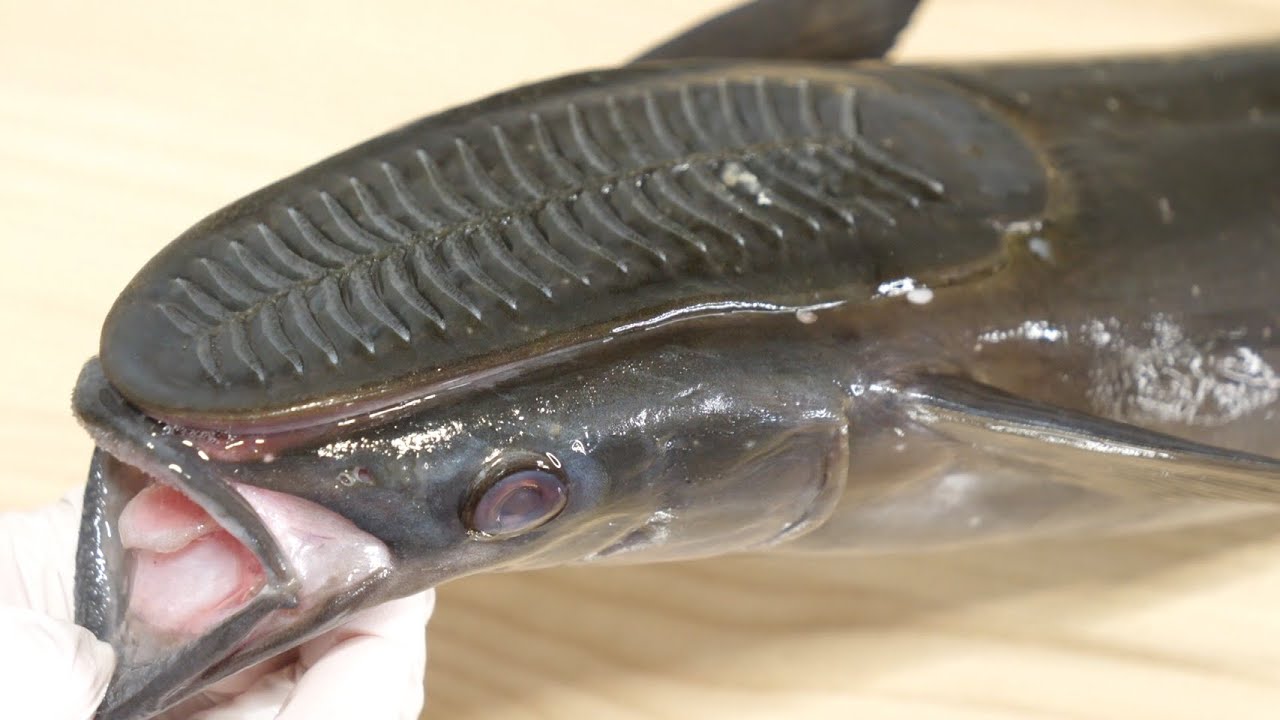 この魚。きまぐれクック史上　一番臭いです。