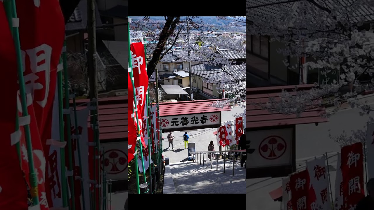 いろんな桜たち #shorts