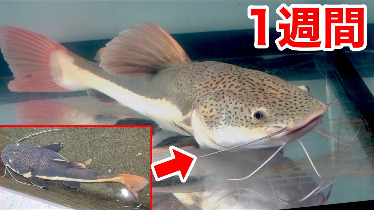 水路で保護したレッドテールキャットを治療して1週間が経ちました