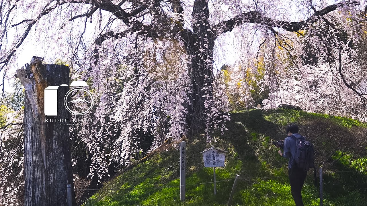 【風景写真】晴天に映える満開の桜｜EOSR6