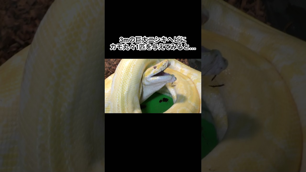 3mのニシキヘビにカモ丸々1匹を与えてみると… #shorts