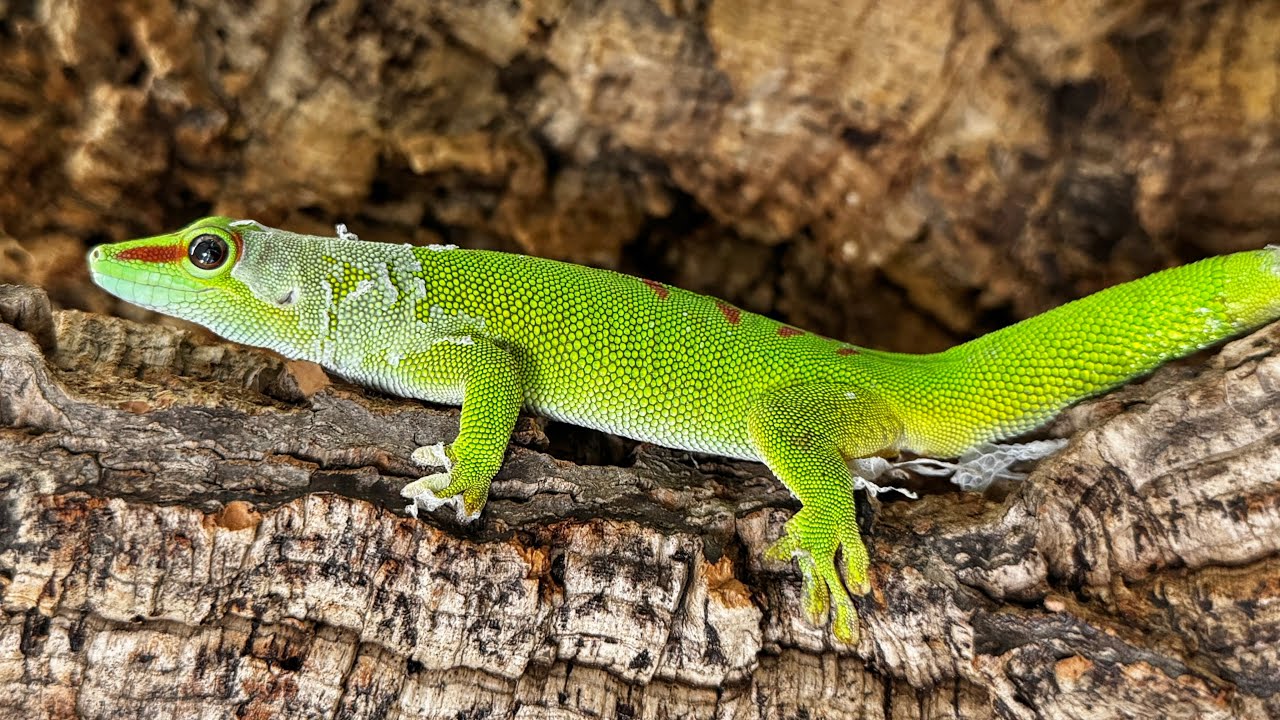 世にも珍しい緑のヤモリを飼い始めました