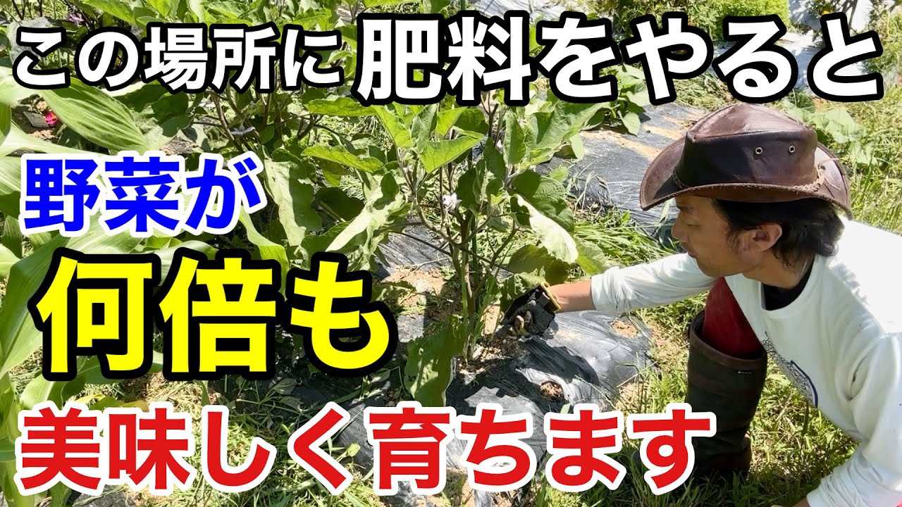【ほとんど間違い】野菜の追肥はそこにあげてはいけません　　　　【カーメン君】【園芸】【ガーデニング】【初心者】