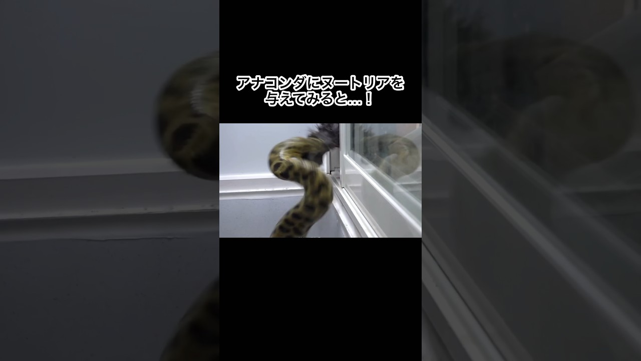 アナコンダにヌートリアを与えてみると…！　#shorts