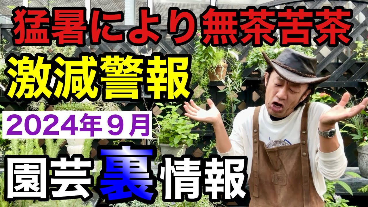 【ここは絶対押さえて下さい】ズバリ今年の秋は荒れます　　　　　　　【カーメン君】【園芸】【ガーデニング】【初心者】