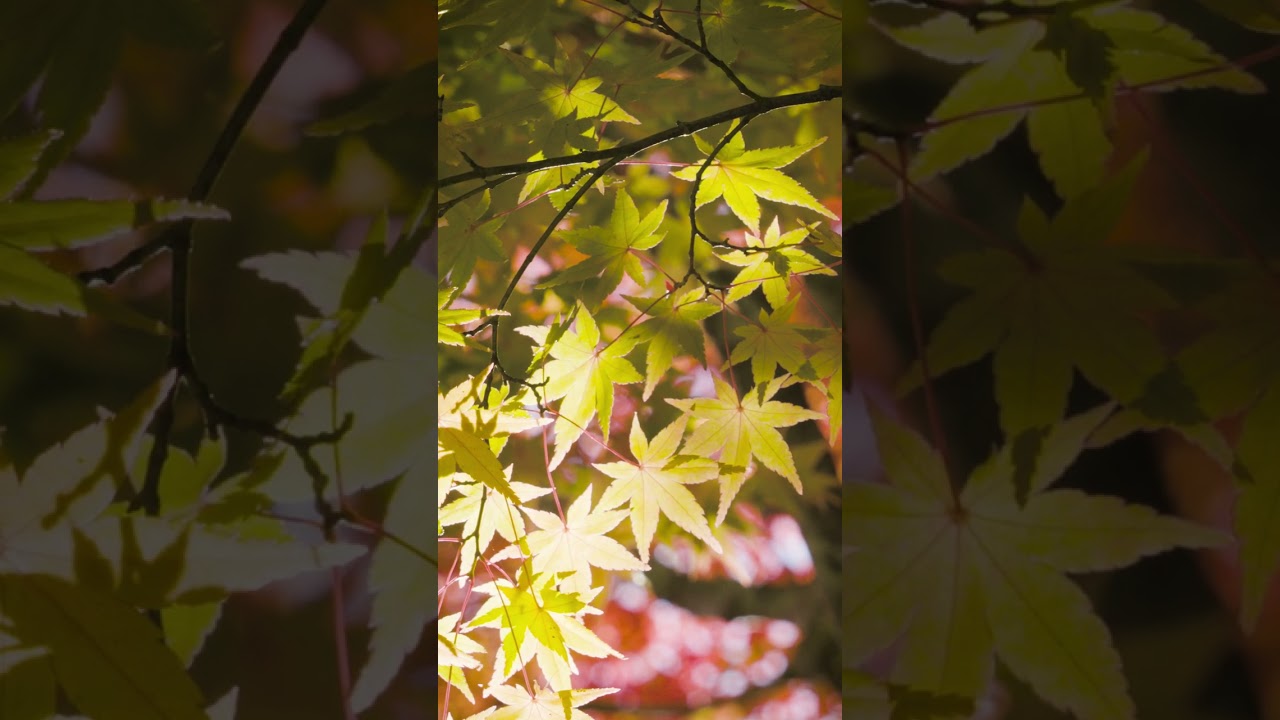 もみじ湖｜Momiji Lake