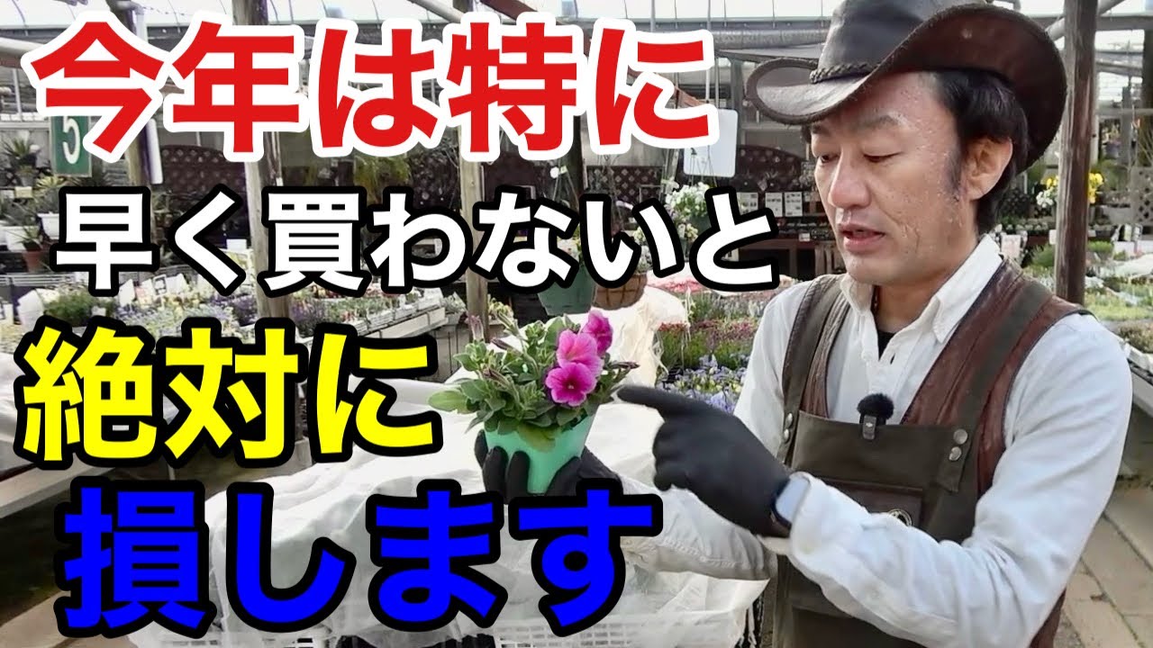 【冬まで楽しむ為に】ペチュニア・カリブラコア買う前にこれだけは知っておいて下さい。　　     【カーメン君】【サカタのタネ】【ふわリッチ】【ビューティカル】