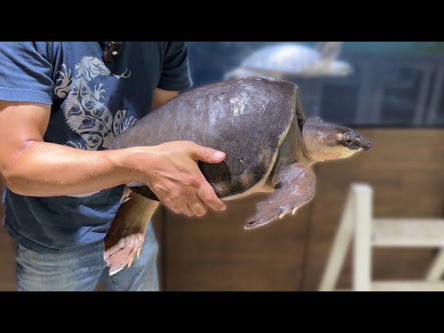 巨大なスッポンモドキを引き取りました