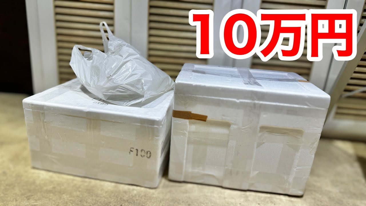 専門店で１０万円分の熱帯魚を爆買いしてしまいました