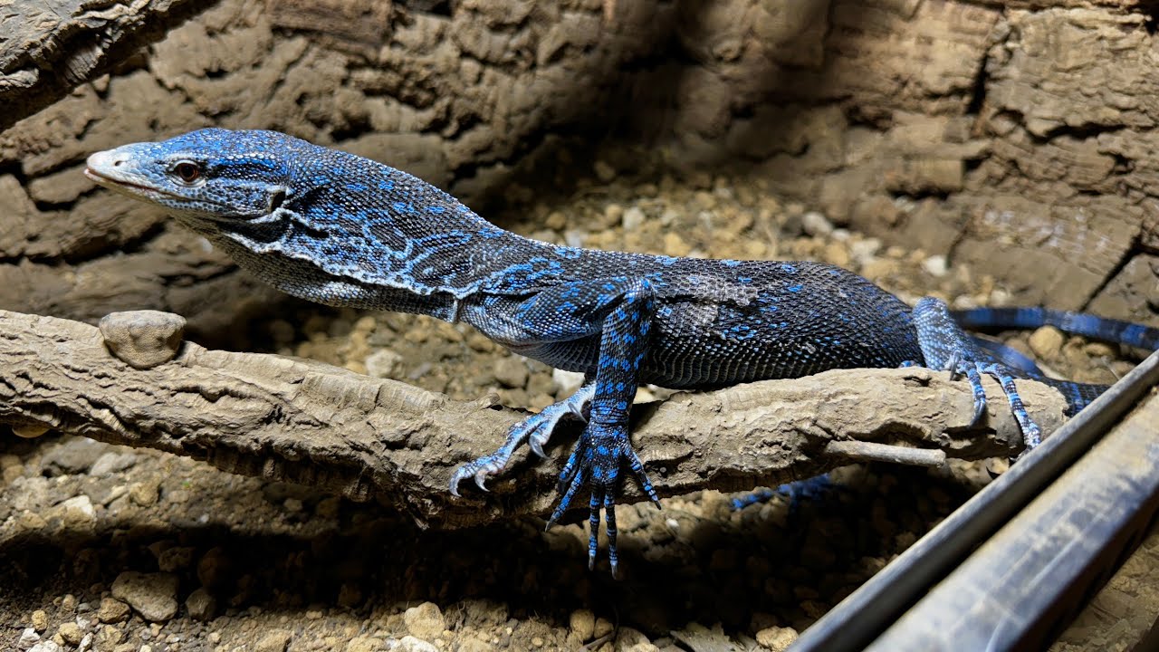 世にも珍しい"青いオオトカゲ"の飼育を始めます