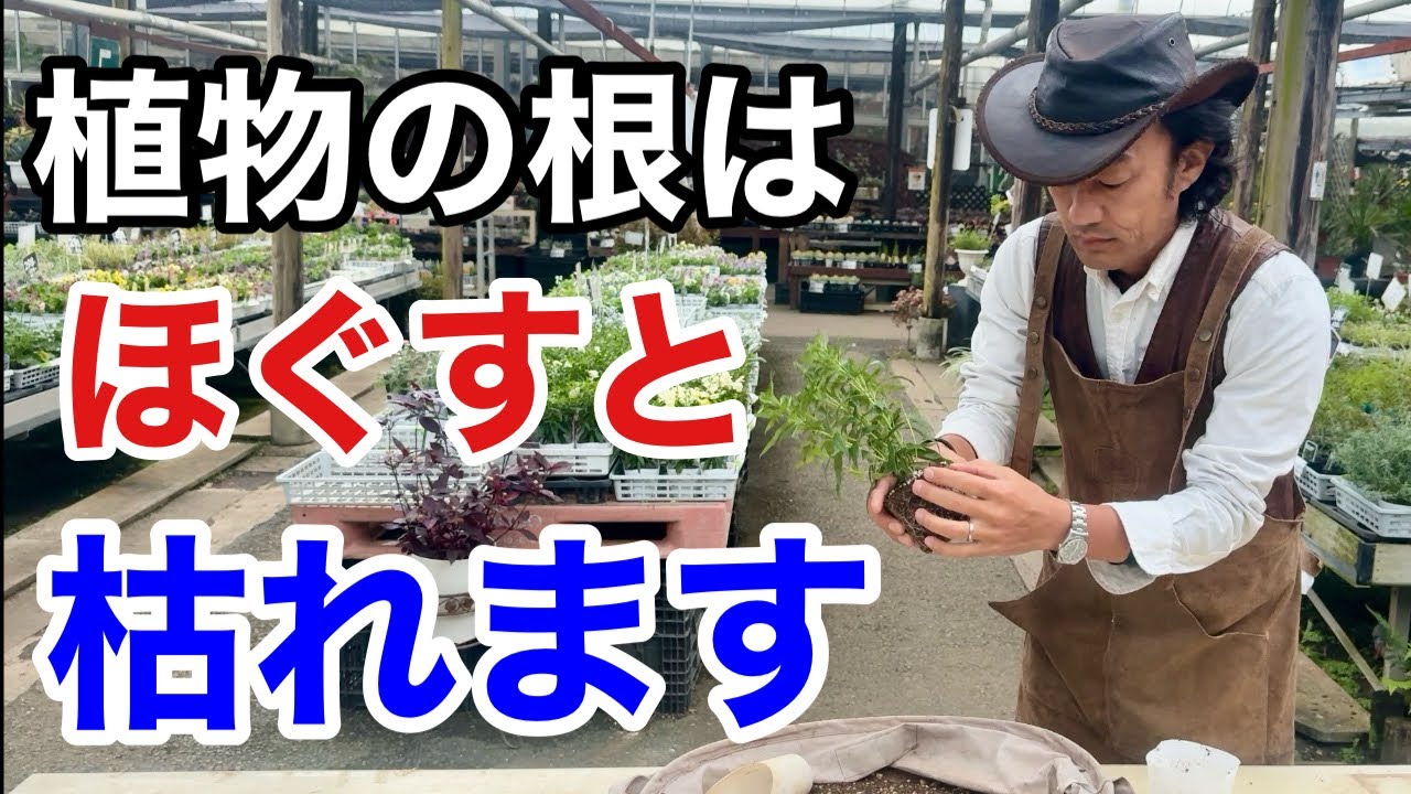 【マジか。。。】植物の植え付けの際はお気をつけ下さい　          【カーメン君】【園芸】【ガーデニング】【初心者】