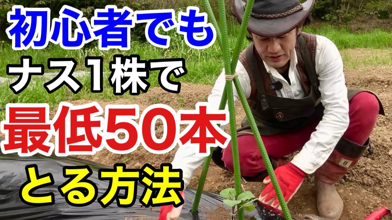 【誰でもできます】たったこれだけでナスは困るほど収穫できます。　　【カーメン君】【園芸】【ガーデニング】【初心者】