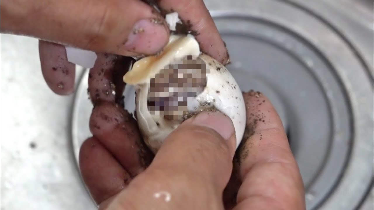 孵化しなかったリクガメの卵を剥いてみると・・・