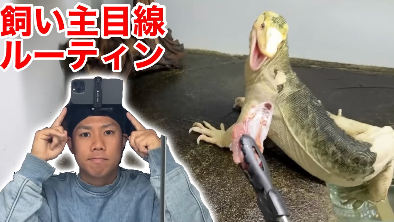 飼い主の目線で撮影した100匹以上の爬虫類のお世話ルーティンをお見せします