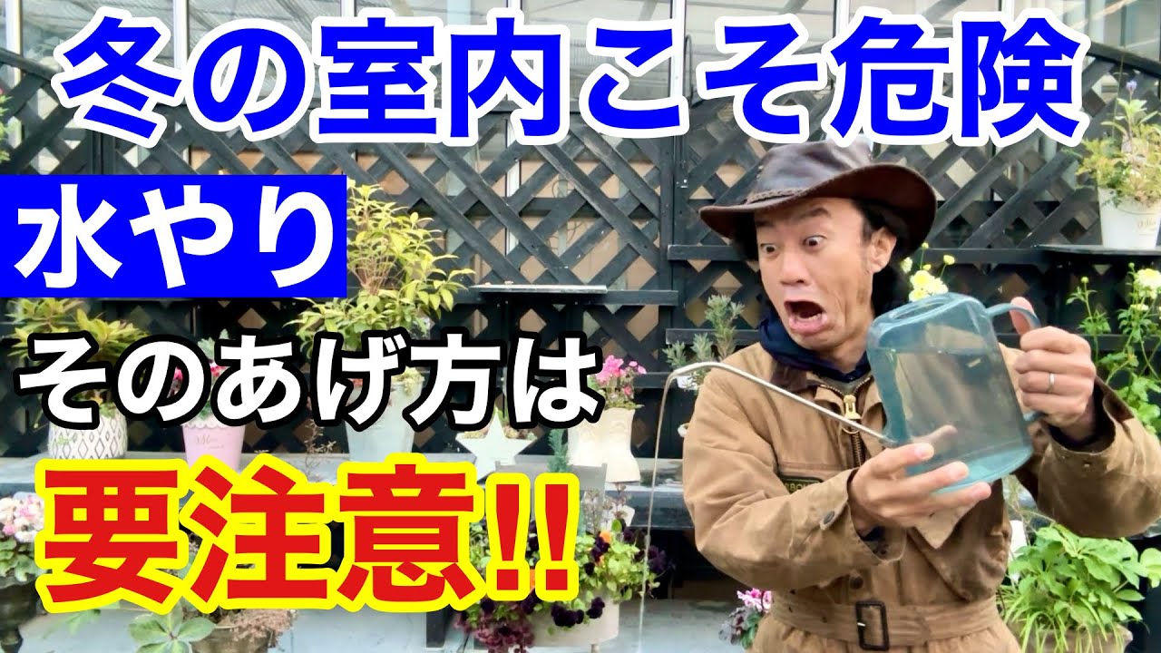 【外より枯らす】冬の室内での水やりはここだけ気をつけて下さい　　　　　【カーメン君】【園芸】【ガーデニング】【初心者】