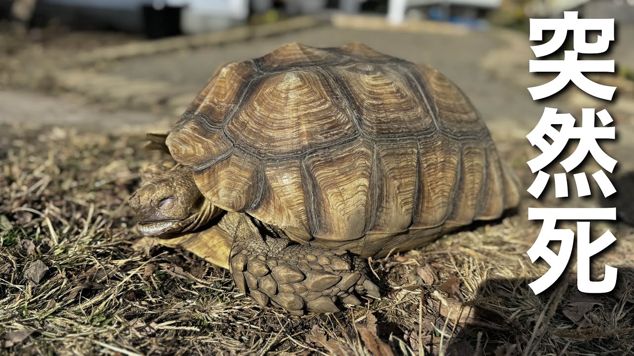 ７年飼育したリクガメが突然死　原因と対策をお話します