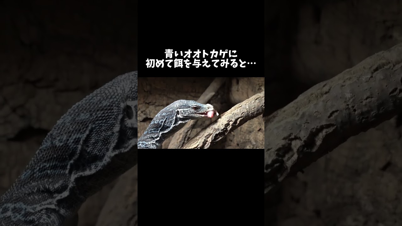 青いオオトカゲ「コバルトツリーモニター」に餌を与えてみると… #shorts