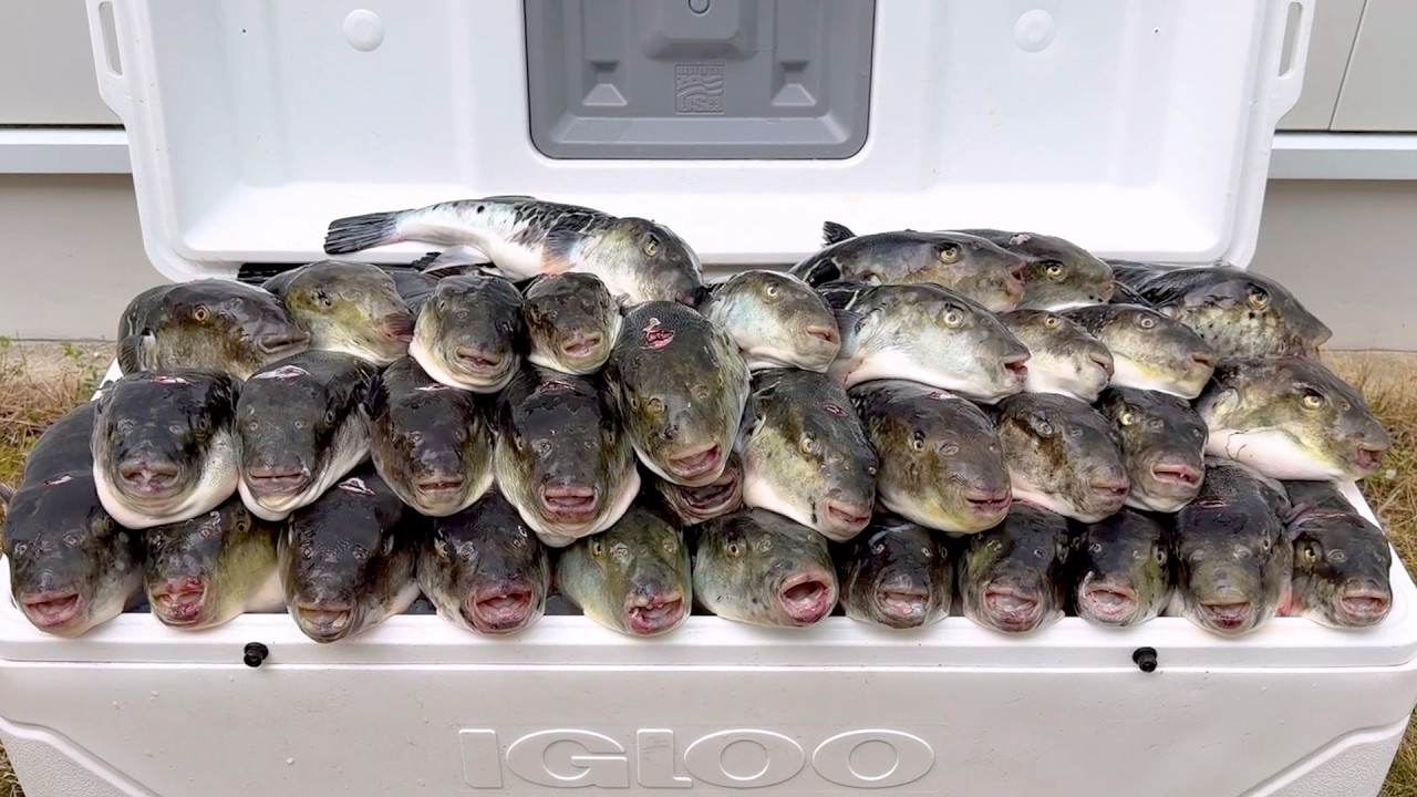 【大量発生】一生分?のトラフグを釣りました。全部さばきます。ただこのトラフグ何かがおかしい