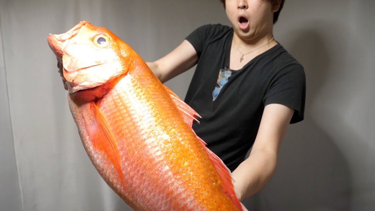 何食べたらここまで？巨大化して、脂が乗りすぎて金色に輝いてしまった『のどぐろ』がやばすぎた。【ゴキブリもでてきた。】