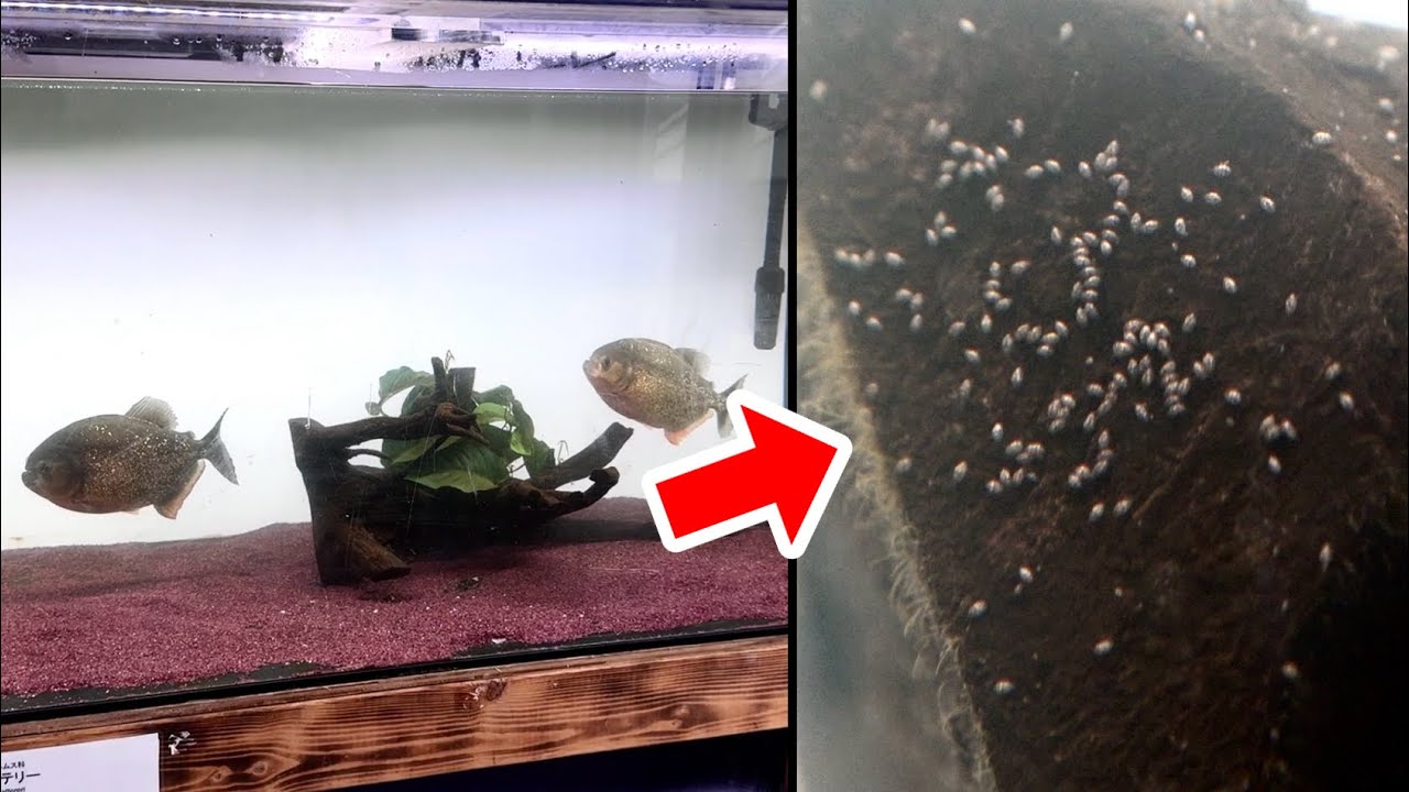 ピラニアを飼育する水槽に大量発生した微生物の正体を顕微鏡で突き止めた結果・・・！