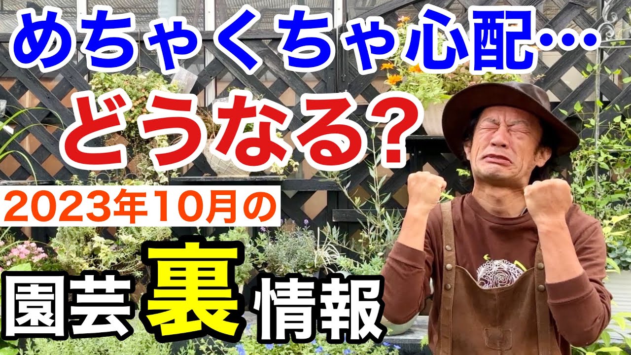 【猛暑被害続々】2023年10月買うと絶対損するもの、得するもの教えます　　【カーメン君】【園芸】【ガーデニング】