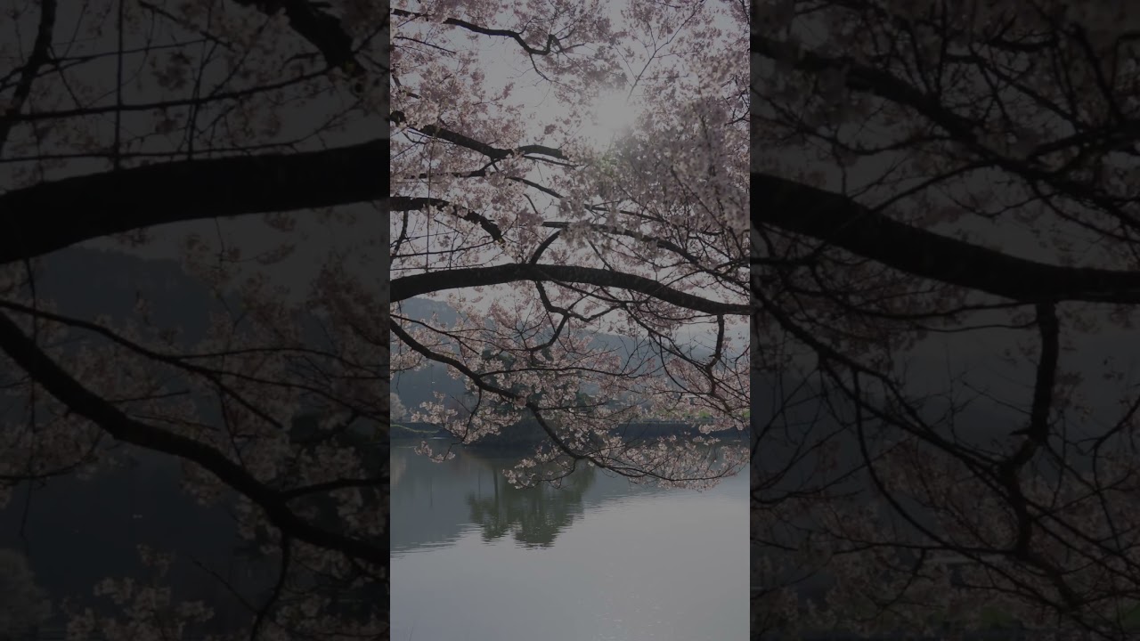 田舎の春景色 #桜 #4k #spring