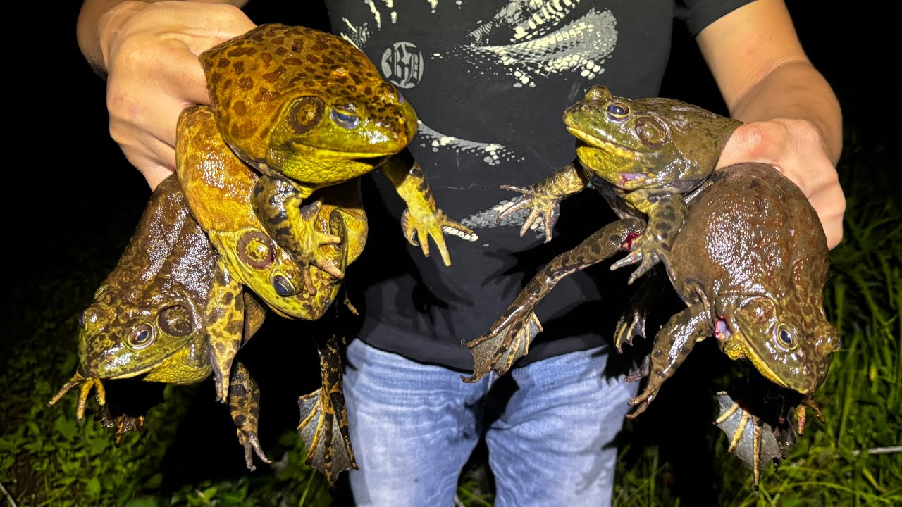 巨大なウシガエルを大量に捕まえる方法を教えます