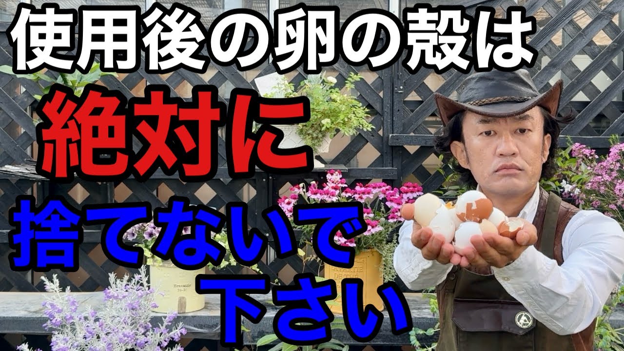 【目からうろこ】卵の殻のとんでもない活用法教えます　　【カーメン君】【園芸】【ガーデニング】【初心者】