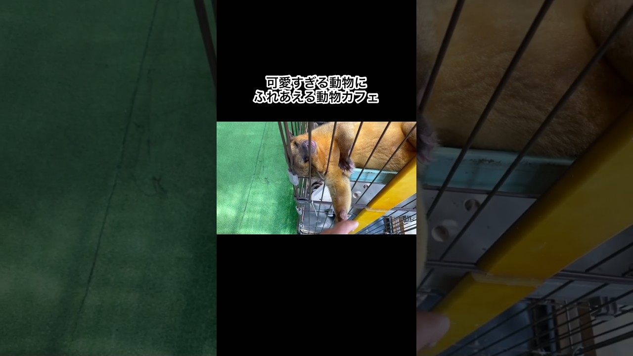 かわいい動物達に触れ合える動物カフェ #shorts